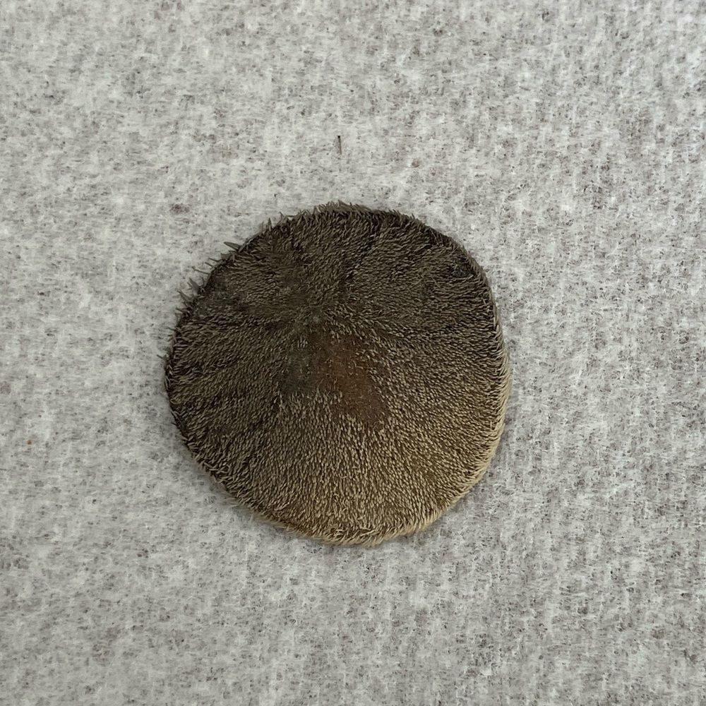 Sand Dollar